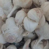 سیر تازه و درشت