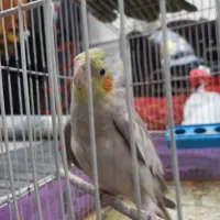 عروس هلندی|پرنده|آران و بیدگل, |دیوار