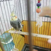 عروس هلندی سینامون اهویی و...