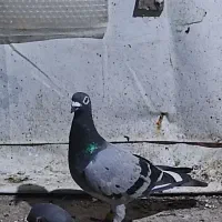 کبوتر مسافتی