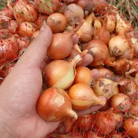 پیاز برای ترشی