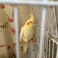 تعدادی عروس هلندی نر و ماده