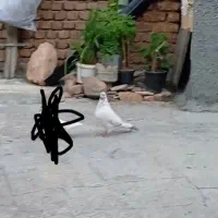 کفتر گمشده