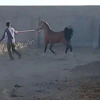 اسب نر