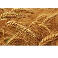 خریدار گندم نقدی با بالاترین قیمت