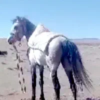 اسب نریون قدم