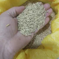 تخم جو هاشمی سورتینگ شده(۲۸۰تومن)
