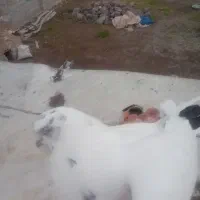 4عددکفتر|پرنده|مرادلو, |دیوار