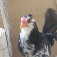 خروس ومرغ گلین