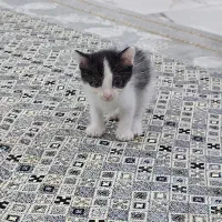 بچه گربه