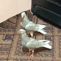 کبوتر دمسفید خرمشهر