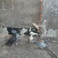 کبوتر فریمان