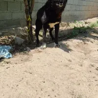 سگگله ای