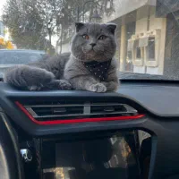 جفتگیری اسکاتیش نر