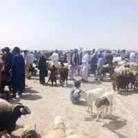 کاه گندم امسالی نرم