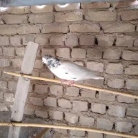 کبوتر|پرنده|سمنان, |دیوار