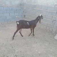 باسلام فروش دو راس بز پنجاب