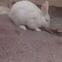 خرگوش چشم قرمز
