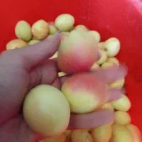 قیصی خوش طمع و آبدار و شیرین