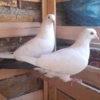 کبوتر دم سیاه