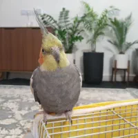 عروس هلندی بازیگوش