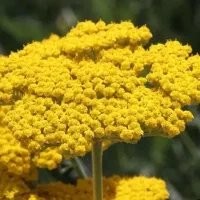 علف هیزه