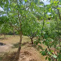 برق-و-گاز-شهری-پای-ملک-500مترزمین-ویلایی-آبسردزان
