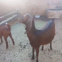 حیوانات مزرعه