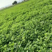 یونجه خورده شده