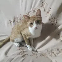 واگذاری بچه گربه