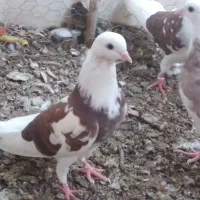 کبوتر خوب