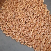 خرید و فروش گندم بذری و خوراک دام