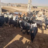 نیستم|حیوانات مزرعه|کارون, |دیوار