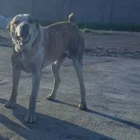 سگ گمشده محدوده حسن شهاب بهار