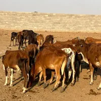 گاو و با گوساله