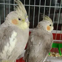 عروس هلندی نر و ماده
