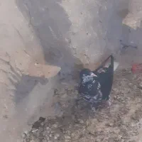 کفترماده سالم
