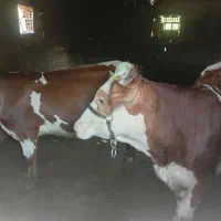 حیوانات