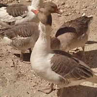 فروش  غاز و مرغ دینار عراق