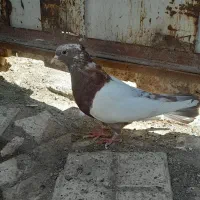 کبوتر کفتر پرشی جوجه