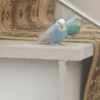 یک جفت مرغ عشق رنگ خاص