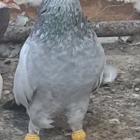 سینه سبز نر پرشی درجه یک
