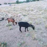دو عدد کره نر چپیش