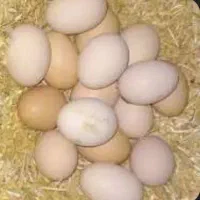 تخم مرغ محلی