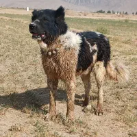 سگ گله قدرجونی درشت