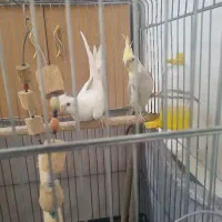 عروس هلندی
