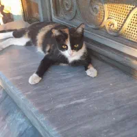 گربه