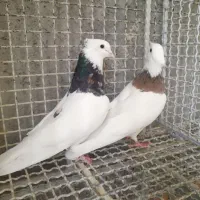 طوقی