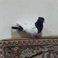 کله سیاه درجه یک