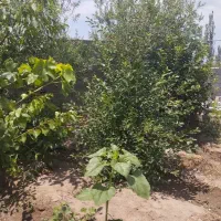 باغ کوچک 620مترمربع